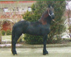 horse Feike (Friese, 2001, from Fetse 349)