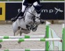 jumper Fabergé de Berg (Swedish Warmblood, 2015, from Latour VDM)