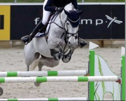 Springpferd Fabergé de Berg (Schwedisches Warmblut, 2015, von Latour VDM)