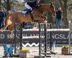 jumper Tamuin LS (Mexican Riding Horse, 2014, from Telstar de la Pomme)