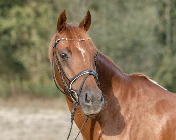 Dressurpferd Denver's Destination (Deutsches Reitpony, 2006, von Double-Inn (JF))