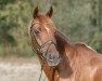 Dressurpferd Denver's Destination (Deutsches Reitpony, 2006, von Double-Inn (JF))