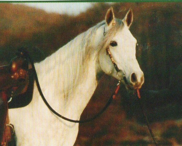 horse Diverto (Arabian, 1999, from Emigrant ox)