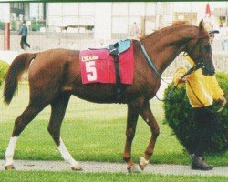 horse Madras (Arabian, 1999, from Druid ox)