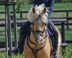 dressage horse Berti (German Riding Pony, 2018, from Dragostea Din Tei)