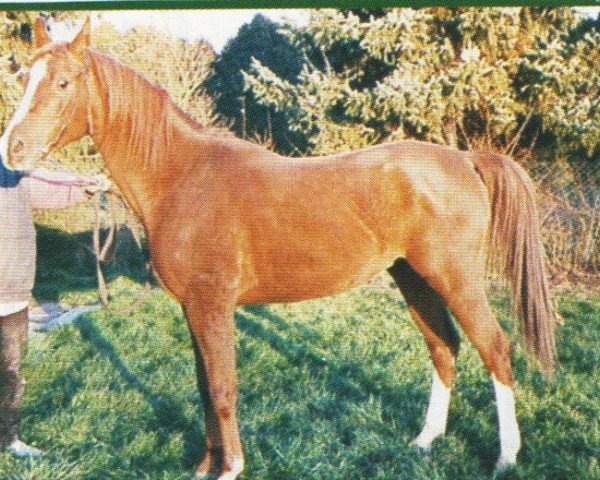 Pferd Shareefah ox (Vollblutaraber, 1998, von Kosmonaut ox)