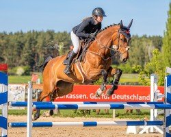 jumper Bonita 553 (Hanoverian, 2017, from Brantzau)