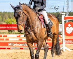 jumper Lichtblick 50 (Hanoverian, 2018, from Lovelight 3)