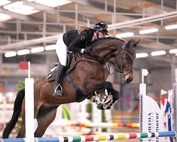 Springpferd Cocarambo PS (Oldenburger Springpferd, 2019, von Conthargos)