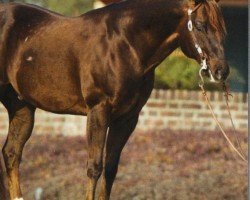 horse Saturdaynight Custom (Quarter Horse, 2000, from Custom Crome)