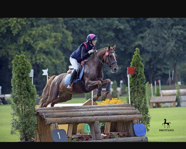 stallion Bob Dylan 2 (German Riding Pony, 2011, from Bon Jovi)