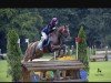 stallion Bob Dylan 2 (German Riding Pony, 2011, from Bon Jovi)