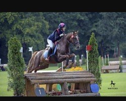 stallion Bob Dylan 2 (German Riding Pony, 2011, from Bon Jovi)