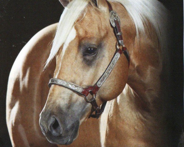 Pferd Shiners Voodoo DR (Quarter Horse, 2007, von Shining Spark)