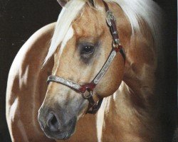 horse Shiners Voodoo DR (Quarter Horse, 2007, from Shining Spark)