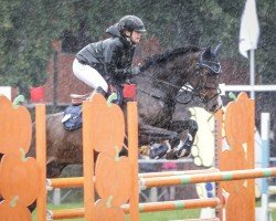 Springpferd It's My Chester (Deutsches Sportpferd, 2014, von Captain Olympic)