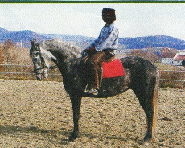Zuchtstute Jara CXLV (Pura Raza Espanola (PRE), 1998, von Insolente IV)