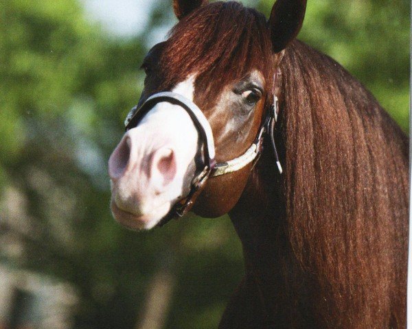 horse Spat Split And White (Quarter Horse, 2006, from Spat Olena)