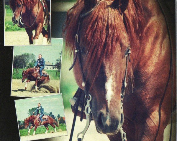 stallion Super Little Chic (Quarter Horse, 2004, from Smart Chic Olena)