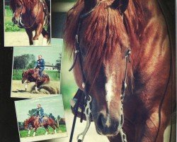 stallion Super Little Chic (Quarter Horse, 2004, from Smart Chic Olena)