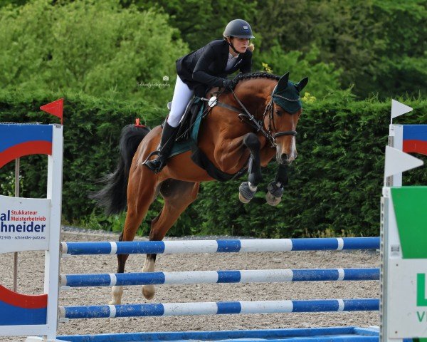 jumper Talisco 3 (Oldenburg, 2020, from Tangelo van de Zuuthoeve)