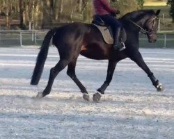 broodmare Donatella (Hanoverian, 2016, from Donatus)