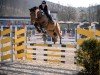jumper Da Costa 4 (Zangersheide riding horse, 2017, from Diamant de La Lande)