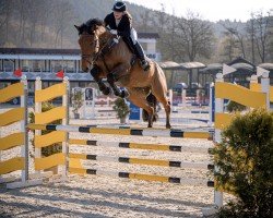 jumper Da Costa 4 (Zangersheide riding horse, 2017, from Diamant de La Lande)