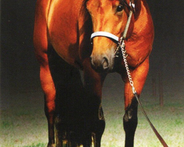 stallion Whizoom (Quarter Horse, 2005, from Topsail Whiz)