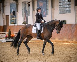 dressage horse Daddy´s Money D (Hanoverian, 2013, from Don Index)