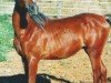 stallion Vk Mahal Nazar ox (Arabian purebred, 2002, from Magnum El Assuad ox)