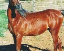 Deckhengst Vk Mahal Nazar ox (Vollblutaraber, 2002, von Magnum El Assuad ox)