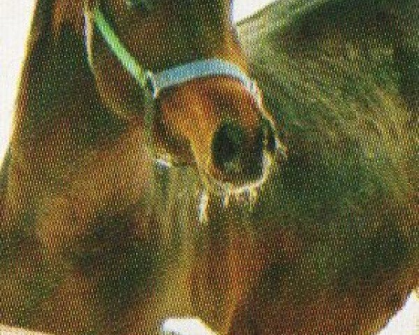 horse Madih (Arabian, 2001, from Madallan Madheen EAO)