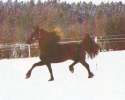 horse Diouwke (Friese, 2001, from Nanno)