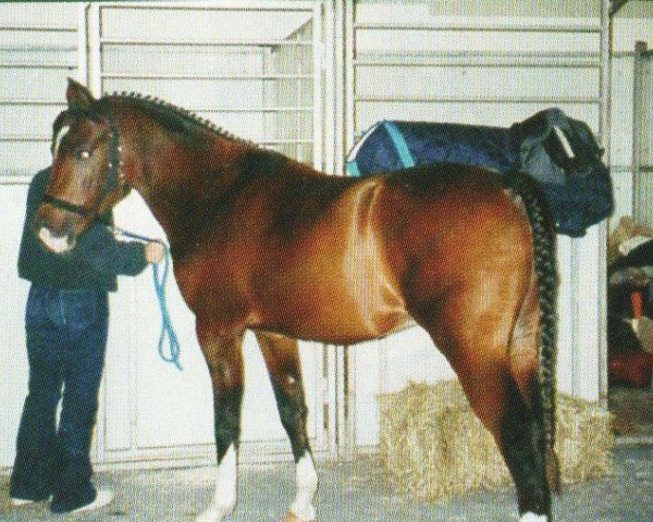 horse Major 152 (German Riding Pony, 1998, from Makuba)