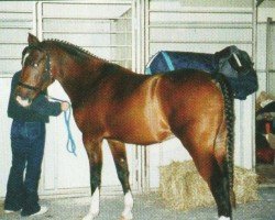 horse Major 152 (German Riding Pony, 1998, from Makuba)