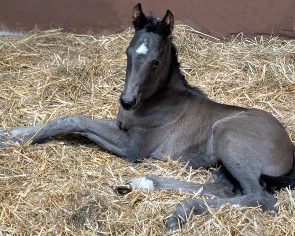 foal by Elania (Hanoverian, 2025, from Extreme U.S.)