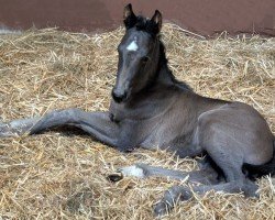 foal by Elania (Hanoverian, 2025, from Extreme U.S.)