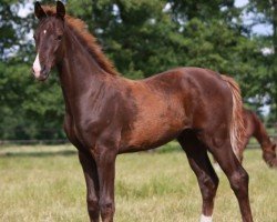 dressage horse Dicello 4 (Hanoverian, 2019, from Glock's Dream Boy)