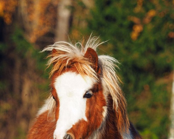 horse El Saraja Corifee (Shetland pony (under 87 cm), 2020, from Jungle Little Lord Devero)