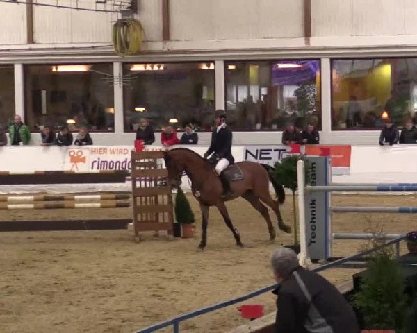 Hallenspringturnier in Borken 2014