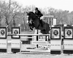 Springpferd Faro (Belgisches Warmblut, 2011, von Castelino van de Helle)