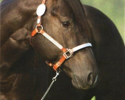stallion Wimpys Balito (Quarter Horse, 2007, from Wimpys Little Step)