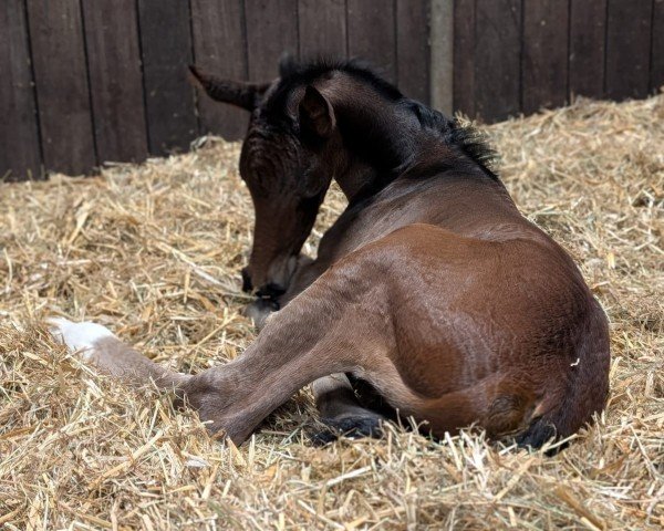 foal by Fleur de Lis (Hanoverian, 2025, from Fiji)