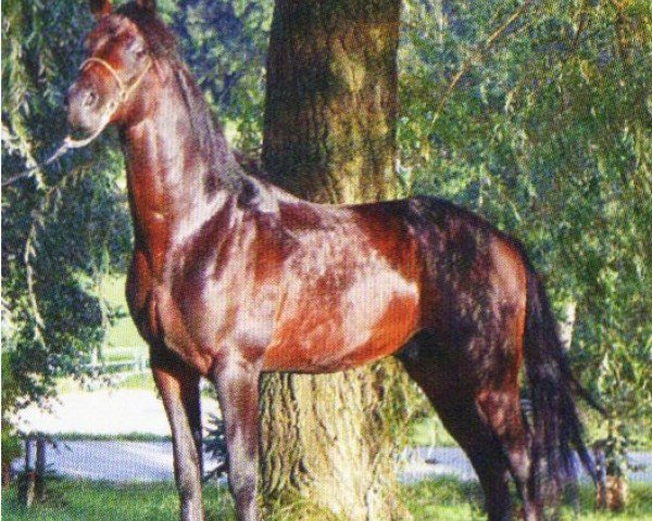 horse F Prince Faarouk (Arabian, 1998, from Sahib el Assuad ox)