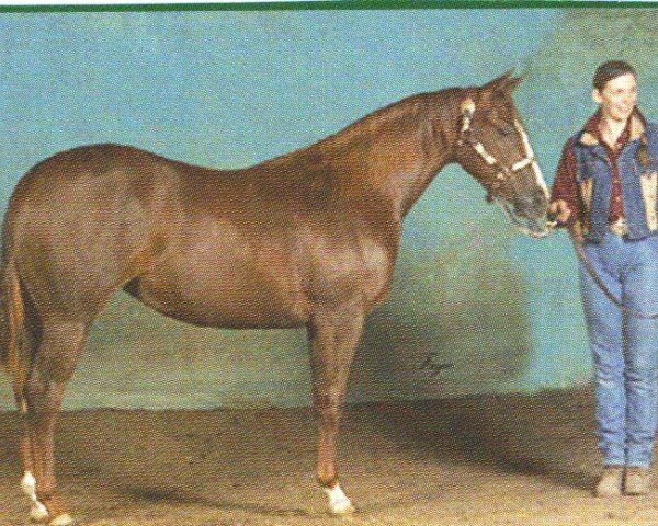 horse Roosters Lassy (Quarter Horse, 2002, from Gallo Del Cielo)