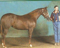 horse Roosters Lassy (Quarter Horse, 2002, from Gallo Del Cielo)