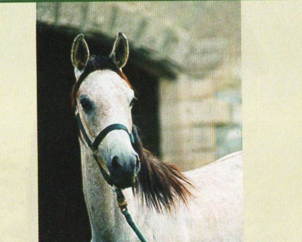 horse Basks Power Star (Arabian, 2002, from Bask Clasix ox)