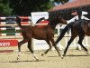 dressage horse Dailys Hope AW (German Riding Pony, 2021, from Dance Star AT)