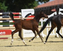 dressage horse Dailys Hope AW (German Riding Pony, 2021, from Dance Star AT)